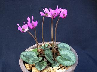 Cyclamen purpurascens