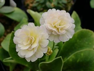 'Denna Snuffer'