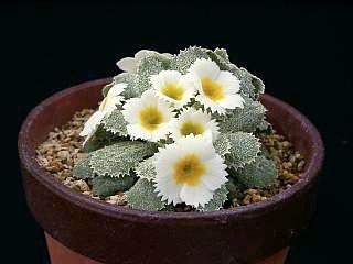 Primula  'Netta Dennis'
