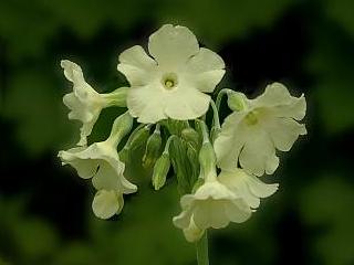 Primula alpicola