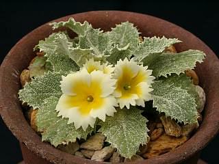 Primula aureata