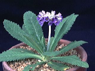 Primula capitata ssp. mooreana