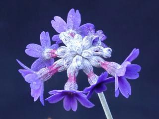 Primula capitata ssp. mooreana