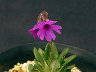 Primula dryadifolia