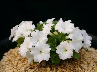 Primula hirsuta 'Nivea''