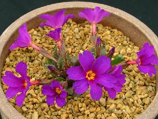 Primula juliae