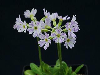 Primula modesta matsumurae cv.