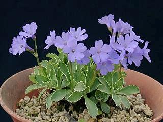 Primula marginata 'Napoleon'