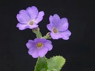 Primula marginata 'Kesselrig's var.'