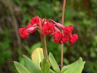 Primula maximowiczii