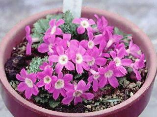 Primula petiolaris