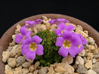 Primula petiolaris