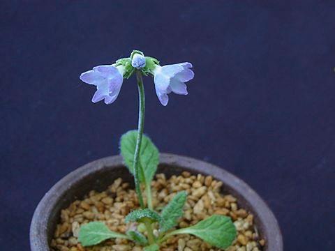 Primula reidii var. williamsii