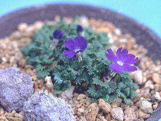 Primula reptans