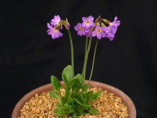 Primula tibetica