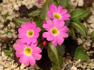 Primula warshenewskiana