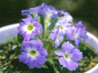 Primula whitei