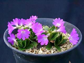 Primula clusiana
