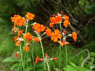 Primula cockburniana