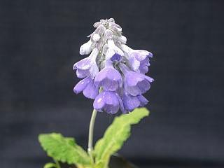 Primula flaccida