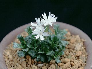 Primula minima alba