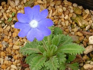 Primula primulina