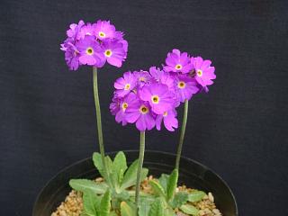 uRUN hyb. uv