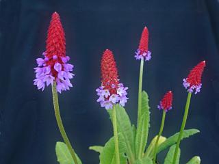 Primula vialii