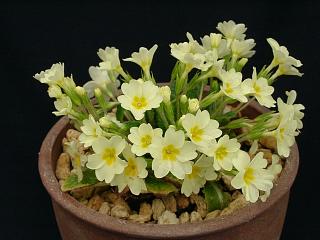 Primula vulgaris