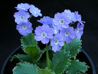 Primula marginata eLinda pope'