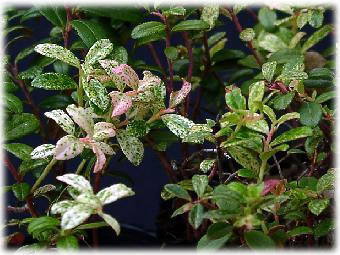 Vaccinium vitis-idaea minus 'Variegata'